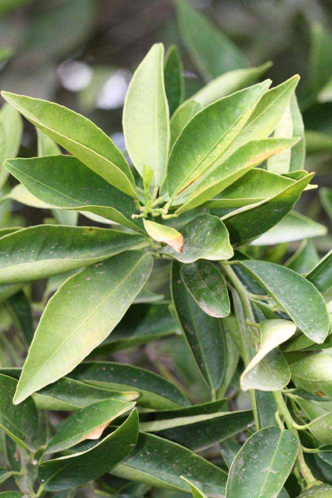              Sun leaves (Riverside, CA)       